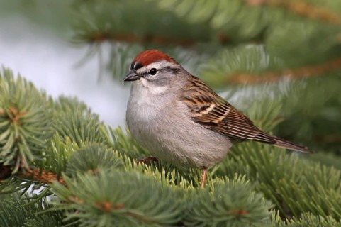 Chipping Sparrow (Spizella passerina), Saskatchewan, Canada, North America