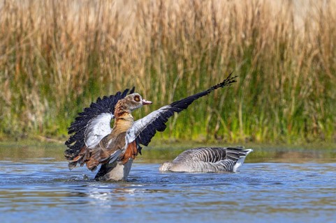 Egyptian goose (Alopochen aegyptiaca) male splashing water while flapping wings in pond in spring