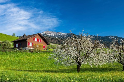 Blossoming cherry tree with house and Mount Rigi, Küssnacht am Rigi, Canton Schwyz, Switzerland,