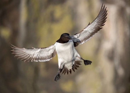 Razorbill (Alca torda islandica) flying, Scotland, United Kingdom, Europe