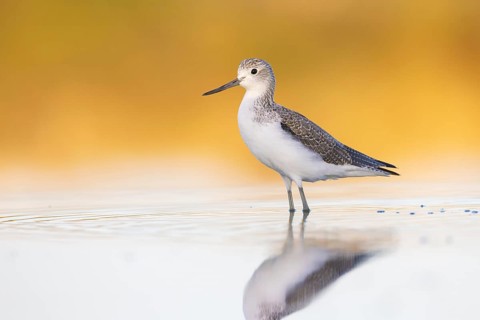 Common Greenshank (Tringa nebularia), Victoria, Australia, Oceania
