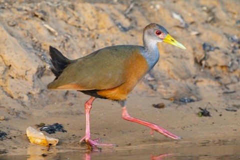 Grey-necked wood rail (Aramides cajanea) Pantanal Brazil