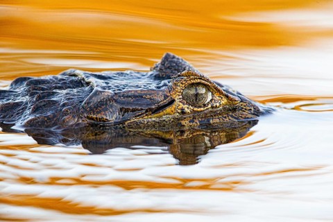 Spectacled caiman (Caiman crocodilius) Pantanal Brazil