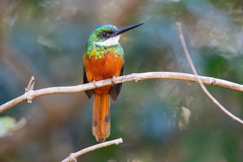Rufous-tailed jacamar (Galbula ruficauda) Pantanal Brazil