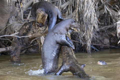 Giant otter (Pteronura brasiliensis) Pantanal Brazil