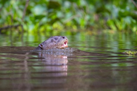Giant otter (Pteronura brasiliensis) Pantanal Brazil