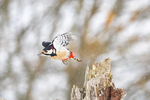 Great spotted woodpecker (Dendrocopus major) ml Germany