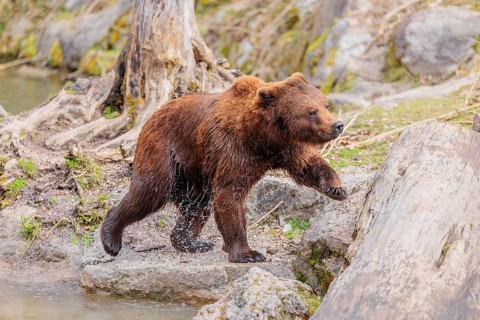 A young male brown bear (Ursus arctos arctos), soaked from bathing in a stream, runs over hilly