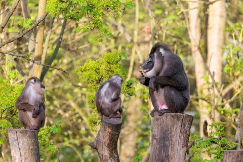 Three Drills (Mandrillus leucophaeus), a male and two females, sit high up on the three stumps of a