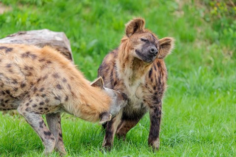 Two adult spotted hyenas (Crocuta crocuta), one male and one female, display courtship behavior
