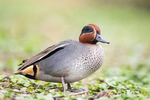 Eurasian teal (Anas crecca) male walking on a meadow, Bavaria, Germany, Europe