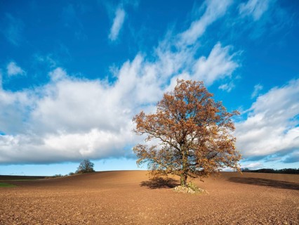Solitary oak tree on ploughed field under blue sky with clouds in autumn, Burgenlandkreis,