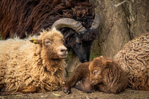 Ouessant sheep (Breton dwarf sheep), lamb and ewe lying down, with a black ram behind them. Grazing