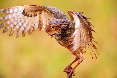 Burrowing owl (Speotyto cunicularia) Pantanal Brazil