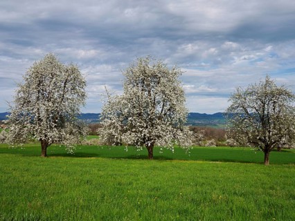 Flowering pear trees (Pyrus communis), Beinwil, Freiamt, Canton Aargau, Switzerland, Europe