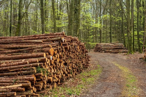 Piles of logs at road in beech forest in Ystad municipality, Skåne county, Sweden, Scandinavia,
