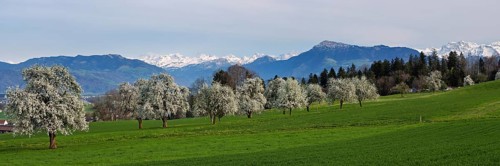 Flowering pear trees (Pyrus communis) . In the background the snow-covered Alps and the Rigi,