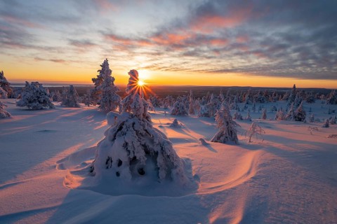 Winter landscape with snow-covered trees, Riisitunturi National Park, Posio, Lapland, Finland,