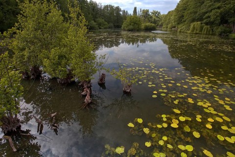 The Niepkuhlen a body of water with water lilies and trees creates a tranquil, natural scene,