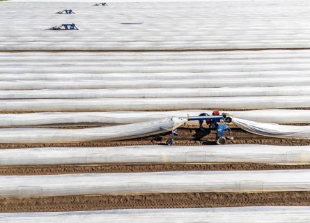 DefaultAsparagus harvest on the Lower Rhine, near Wesel, asparagus field under thermo foil, for