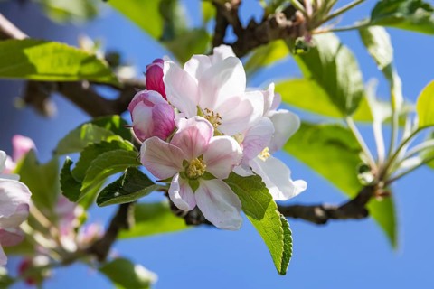 Apple blossom. Spring in the Ortenau. Renchen, Baden-Württemberg, Germany, Europe