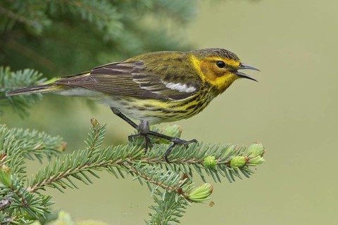 Cape May Warbler (Setophaga tigrina) singing, Manitoba, Canada, North America