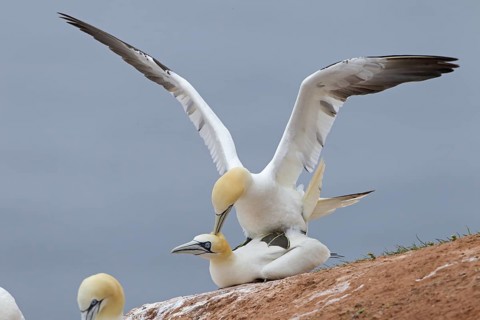 Northern Gannet (Morus bassanus) pair mating, Schleswig-Holstein, Germany, Europe