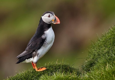 Atlantic Puffin (Fratercula arctica) perched on cliff, Mykines, Faroe Islands, Europe