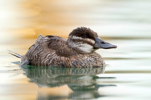 Ruddy Duck (Oxyura jamaicensis), Switzerland, Europe