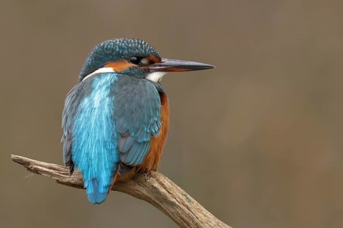 Common Kingfisher (Alcedo atthis), Bavaria, Germany, Europe