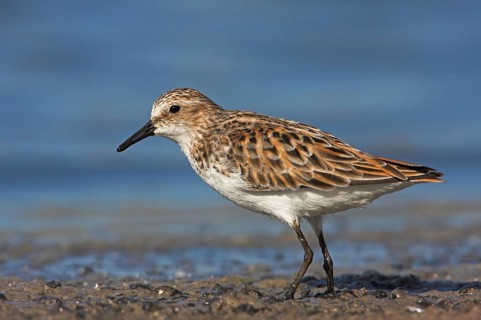 Little Stint (Calidris minuta)