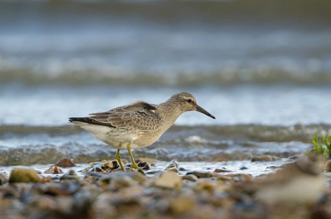 Red Knot (Calidris canutus), Schleswig-Holstein, Germany, Europe
