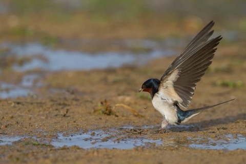 Barn Swallow - Rauchschwalbe - Hirundo rustica ssp. rustica, Morocco, adult female, Africa