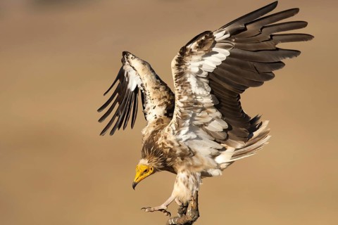 Egyptian Vulture (Neophron percnopterus) flying, Castile-La Mancha, Spain, Europe
