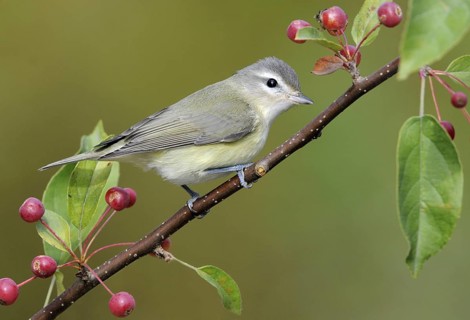 Warbling Vireo (Vireo gilvus), British Columbia, Canada, North America