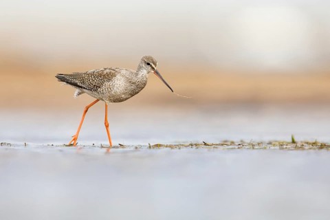 Spotted Redshank (Tringa erythropus) foraging, Poland, Europe