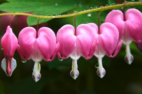 Tearful hearts after rain in April, Germany, Europe