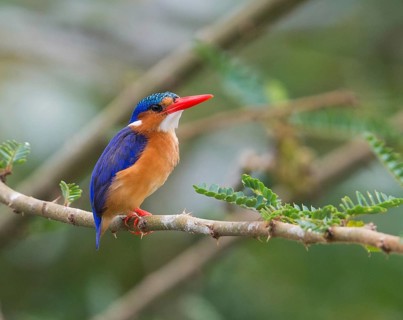 Malachite Kingfisher (Corythornis cristatus), Uganda, Africa