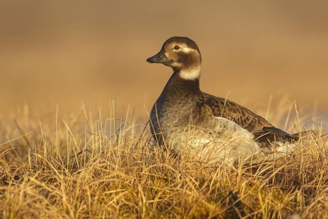 Long-tailed Duck (Clangula hyemalis) feeding on a small pond on the tundra in Northern Alaska