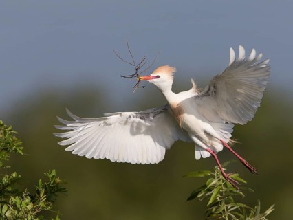 Western Cattle Egret (Bubulcus ibis) male flying with nesting material in beak, Florida, USA, North