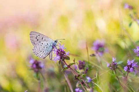 Phengaris arion - Large blue - Quendel-Ameisenbläuling, Germany (Baden-Württemberg), imago