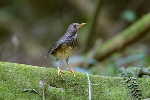 Japanese Thrush (Turdus cardis) female, Cuc Phuong, Vietnam, Asia