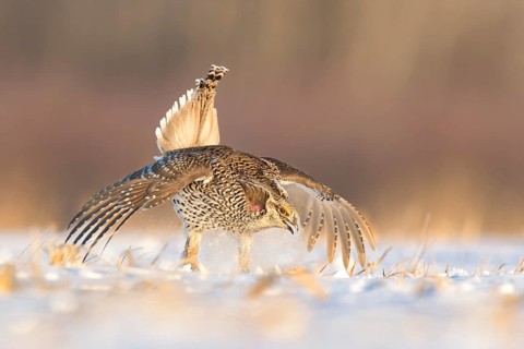 Sharp-tailed Grouse (Tympanuchus phasianellus), Minnesota, USA, North America