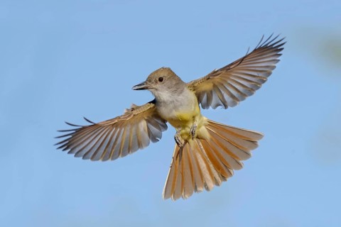 Brown-crested Flycatcher (Myiarchus tyrannulus) flying, Arizona, USA, North America