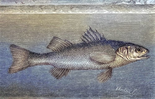 European bass, Dicentrarchus labrax, woodcut from 1880 / Europäische Wolfsbarsch oder auch