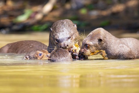 Giant otter (Pteronura brasiliensis) Pantanal Brazil