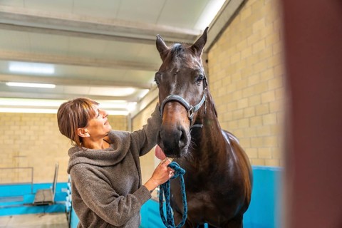 Female veterinary looking and caressing a horse after hydrotherapy on a center