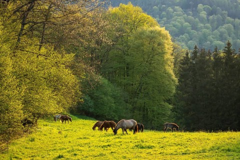Icelandic horses in a pasture. Mares with foals. Evening, golden hour, backlight. Germany