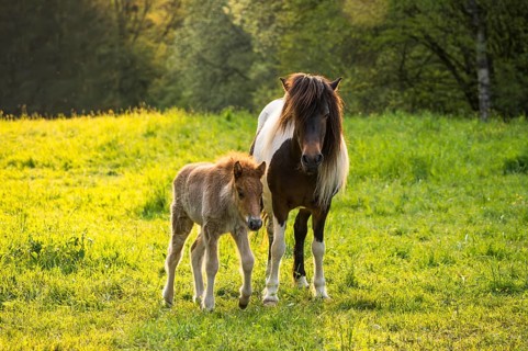Icelandic horses in a pasture. Mare with foal. Pinto. Evening, golden hour, backlight. Germany
