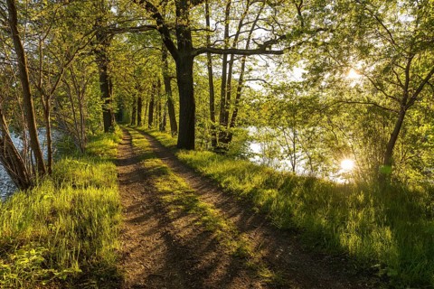 Evening sun, forest path at the Chausee pond near Rietschen, Oberlausitzer Heide- und
